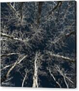 Bare Aspen Beauty -  Side-lit Aspen Trees Canvas Print