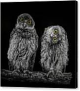 Barking Owls Black And White Canvas Print