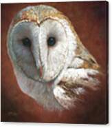 Barn Owl Portrait Canvas Print