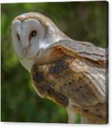 Barn Owl Canvas Print