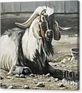 Old Goat In The Barnyard Canvas Print