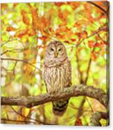 Barred Owl In Autumn Natchez Trace Ms Canvas Print