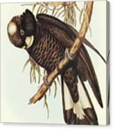 Baudin's Cockatoo, Calyptorhynchus Baudinii Canvas Print