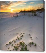 Beach Plants At Sunset Canvas Print