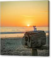 Beach Sunset With Cows Canvas Print