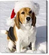 Beagle in Santa Claus' Hat Canvas Print