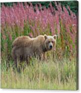 Bear #32 Canvas Print