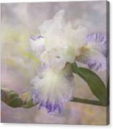 Bearded Iris 'gnuz Spread' Canvas Print