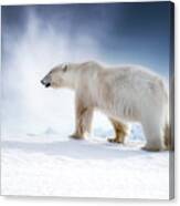 Beautiful Adult Male Polar Bear, Ursus Maritimus, Walking Across The Snow Of Svalbard Canvas Print