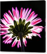 Beautiful Back Of A Daisy, Illuminated In Transparency Canvas Print