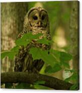 Beautiful Barred Owl Mother Canvas Print