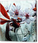 Beautiful Cherry Blossom Branch On Vintage Wooden Table. Closeup Canvas Print