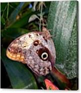 Beautiful colors of a owl butterfly Photograph by LaDonna McCray - Fine ...