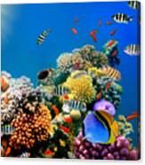 Beautiful Fish On Coral Reef Canvas Print