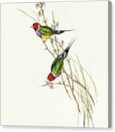 Beautiful Grass Finch, Poephila Mirabilis Canvas Print