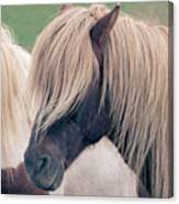 Beautiful Icelandic Horse Canvas Print