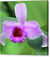 Beautiful Orchid In The Wild Canvas Print