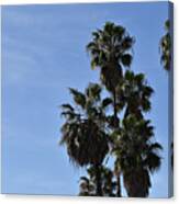 Beautiful Palm Trees Against A Clear Blue Sky Canvas Print