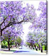Beautiful Purple Flower Jacaranda Tree Lined Street In Full Bloom. Canvas Print