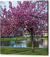 Beautiful Spring Tree On Goldfish Pond In Lynn Massachusetts Canvas Print