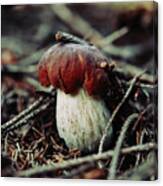 Beautiful White-brown Boletus Pinophilus Placed Between Needles And Withered Twigs. Penny Bun In A Beautiful Dark Environment. Canvas Print