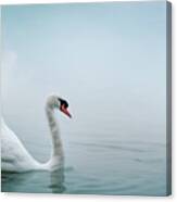 Beautiful White Swan Swimming In Water. Fine Art Nature With Wil Canvas Print