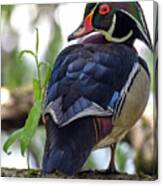 Beautiful Wood Duck Canvas Print