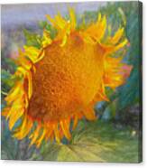 Beauty Of A Sunflower Canvas Print