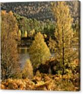 Beauty Of Golden Autumn Scotland, River Glen Affric, Highlands Canvas Print