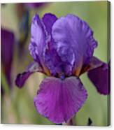 Beauty Of Irises. Con Brio Canvas Print