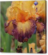 Beauty Of Irises - Jazz Band 2 Canvas Print
