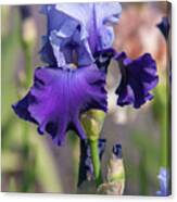Beauty Of Irises. Mystique Canvas Print