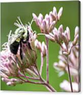 Bee And Flowers-4 Canvas Print