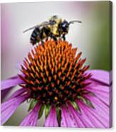 Bee Claiming The Flower Canvas Print