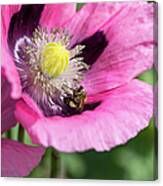 Bee In A Pink Poppy Canvas Print