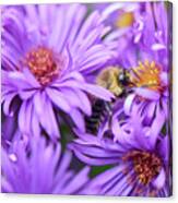 Bee In Purple Aster Canvas Print