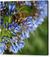 Bee On A Blue Echium Fastuosum Canvas Print