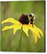 Bee On A Flower Canvas Print