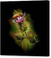 Bee On A Thistle Canvas Print