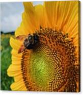 Bee On Sunflower Canvas Print