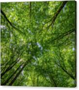 Beech Forest Canopy Canvas Print