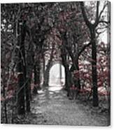 Beech Forest Tunnel Canvas Print