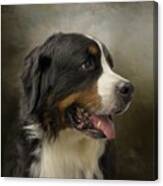 Bernese Mountain Dog Portrait Canvas Print