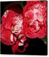 Bi-color Camellia Ix Canvas Print