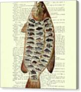Big Fish Species Chart On Antique French Book Page Canvas Print