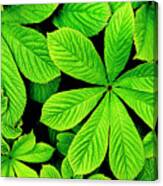 Big Green Leaves Background Canvas Print