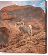 Big Horn Canvas Print