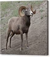 Big Horn Ram 2 Canvas Print