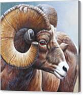 Bighorn Sheep Canvas Print