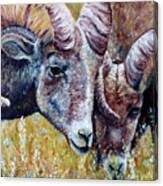 Bighorns Canvas Print